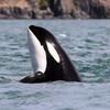 Logo of telegram channel orca_cyb3r_w31p0ns — Orca Cyb3r W31p0ns