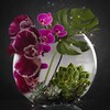 Логотип телеграм канала @orchidei_ekb — orchidei_ekb /Орхидеи_ЕКБ