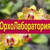 Логотип телеграм канала @orchids_and_flowers — Орхо Лаборатория🌸