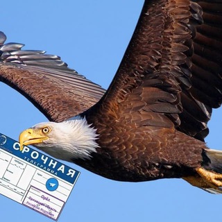 Логотип телеграм канала @orel57express — ТЕЛЕГРАММЫ ИZ ОРЛА