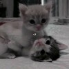 Логотип телеграм канала @oren88hug — Люблю🌹