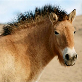 Логотип телеграм канала @orenhorse — Лошадь Пржевальского