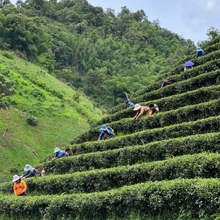 Логотип телеграм канала @organicteathailand — ⛰🍃Чай•Габа•Шу Пуэр🫖Японская Керамика🍵