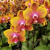 Logo of telegram channel orhid_paradise — Orchid_paradise