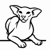 Логотип телеграм канала @oricatsale — Купить ориентального котенка