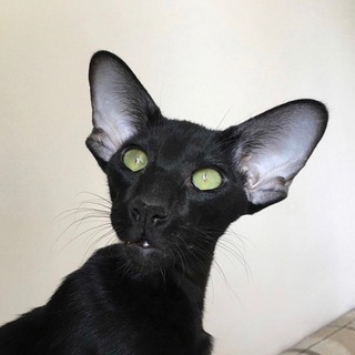 Logo of telegram channel oridisia_cats — оридисиа_кэтс