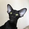 Logo of telegram channel oridisia_cats — oridisia_cats
