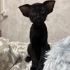 Логотип телеграм канала @orientalkats — Ориентальные котята