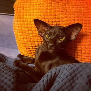 Логотип телеграм канала @orik_catnoir — Нуар кот