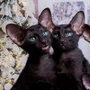 Логотип телеграм канала @oristreetru — Ориентальные котята Санкт-Петербург Питомник Oristreet