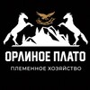 Логотип телеграм канала @orlinoe_gnezdo_gk — ‌«ОРЛИНОЕ ПЛАТО» Племенное хозяйство