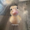 Логотип телеграм канала @ortogimmi_gapide — ортогм этганиде 🦦