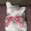 Логотип телеграм канала @osisjsisosoa — наказала пейтона,накажешь и меня