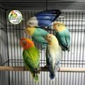 لوگوی کانال تلگرام oskarparrot — Oskar parrotدنیای کوتوله