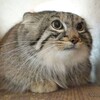 Логотип телеграм канала @osskarswhitelist — БЕЛЫЙ СПИСОК