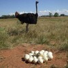 Logo of telegram channel ostrichnest — Ostrich Nest