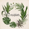 Логотип телеграм канала @osyaplantss — osya|plants
