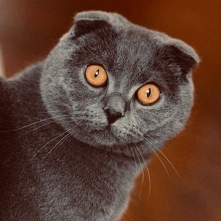 Логотип телеграм канала @otkritka_cat — Шерстяной кот 🐈‍⬛