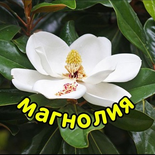 Telegram channel МАГНОЛИЯ | ОТКРЫТКИ logo