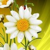 Логотип телеграм канала @otkrytky8 — Любовь. Цветы.Открытки