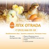 Логотип телеграм канала @otrada43 — ОТРАДА Птицеводство, инкубационное яйцо.