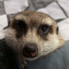 Логотип телеграм канала @otskof — Proxy , прокси Telegram