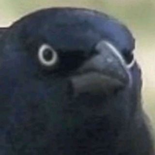 Логотип телеграм канала @otveti11 — ВОРОН | ОТВЕТЫ 2019-2020