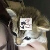 Логотип телеграм канала @otvratite1noooo — глупи блондинка алёна
