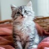 Логотип телеграм канала @our_animals_help — Our_animals_help