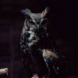 لوگوی کانال تلگرام owl_1313 — ⁨𝐵𝒶𝓇𝒹𝒾𝒶⁩