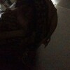 Логотип телеграм канала @owleeng — owleeng oww