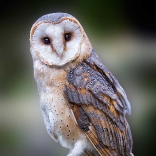 Telegram channel СОВЫ 🦉 logo