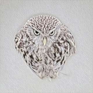 Логотип телеграм канала @owlscreamed — Сова кричала