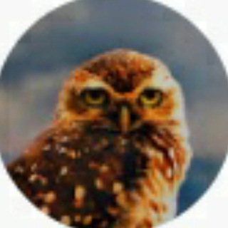 Логотип телеграм канала @owlyoutube — Проект Сова / Project Owl