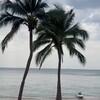 Логотип телеграм канала @ozonpodpalmoi — OZON под пальмой