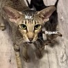 Логотип телеграм канала @p0kayan1e_v1rta — Блог исы и ведьмы