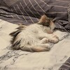 Логотип телеграм канала @p1stolettt — Склад пистолета
