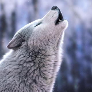 Логотип телеграм канала @pacacit — 🐺Пацанский☝️цитатник🐺