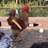 Логотип телеграм канала @paindanslatete — Французские булки