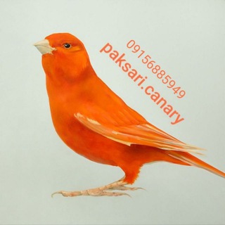 Logo saluran telegram paksari_canarybird — سالن قناری پاکساری 09156885949(مشهد مقدس)