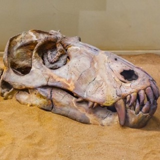 Логотип телеграм канала @paleoevol — Древний мир🦕