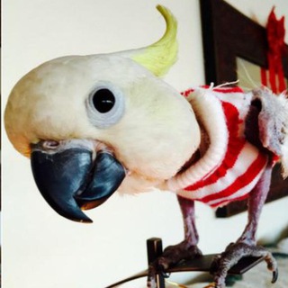 टेलीग्राम चैनल का लोगो palignuranza — Palignuranza