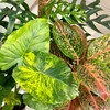 Логотип телеграм канала @palitrasadagalina — Комнатные цветы🌱🌵 Москва. Ярославский