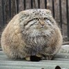 Логотип телеграм канала @pallascats — манульный андерграунд