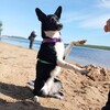 Логотип телеграм канала @palma22894 — Пальма,но не дерево 🐾