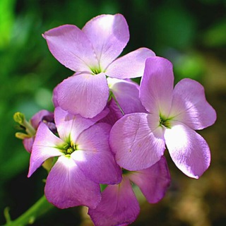Telegram channel کانال آموزشی گل و گیاه🌵🌷 logo