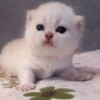 Логотип телеграм канала @paltovluzhe — буддизм мое ничего