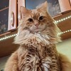 Логотип телеграм канала @palychcat — Палыч