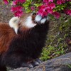 Логотип телеграм канала @pandaandbears — Пандёныш🐼
