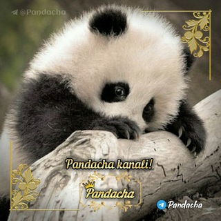 Telegram kanalining logotibi pandacha — 🐼•● ƤลηのลCнล ●•🐼🐾